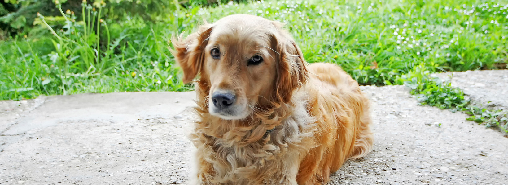 Terry Golden Retriever